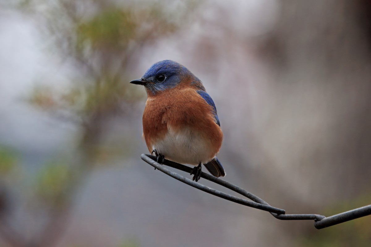 Eastern Bluebird - ML646173101