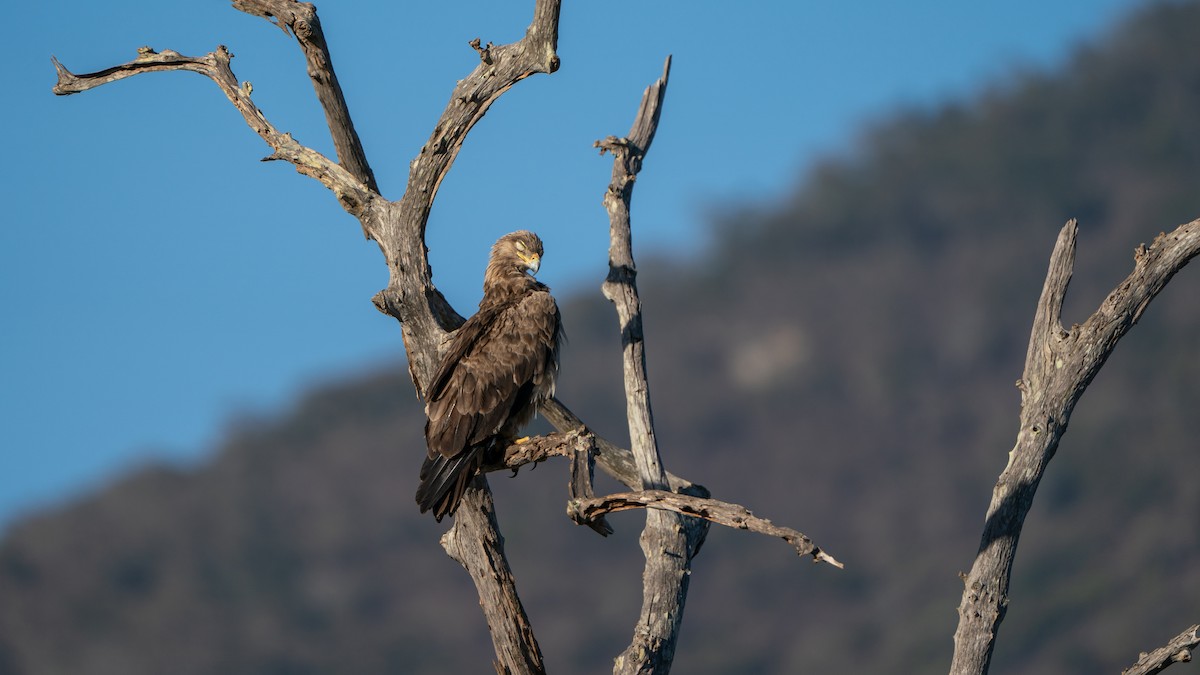 Tawny Eagle - ML646173111