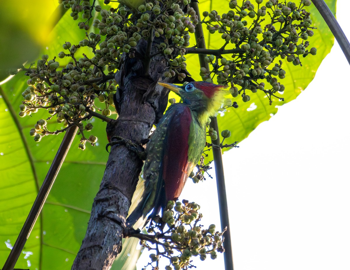 Crimson-winged Woodpecker - ML646173120
