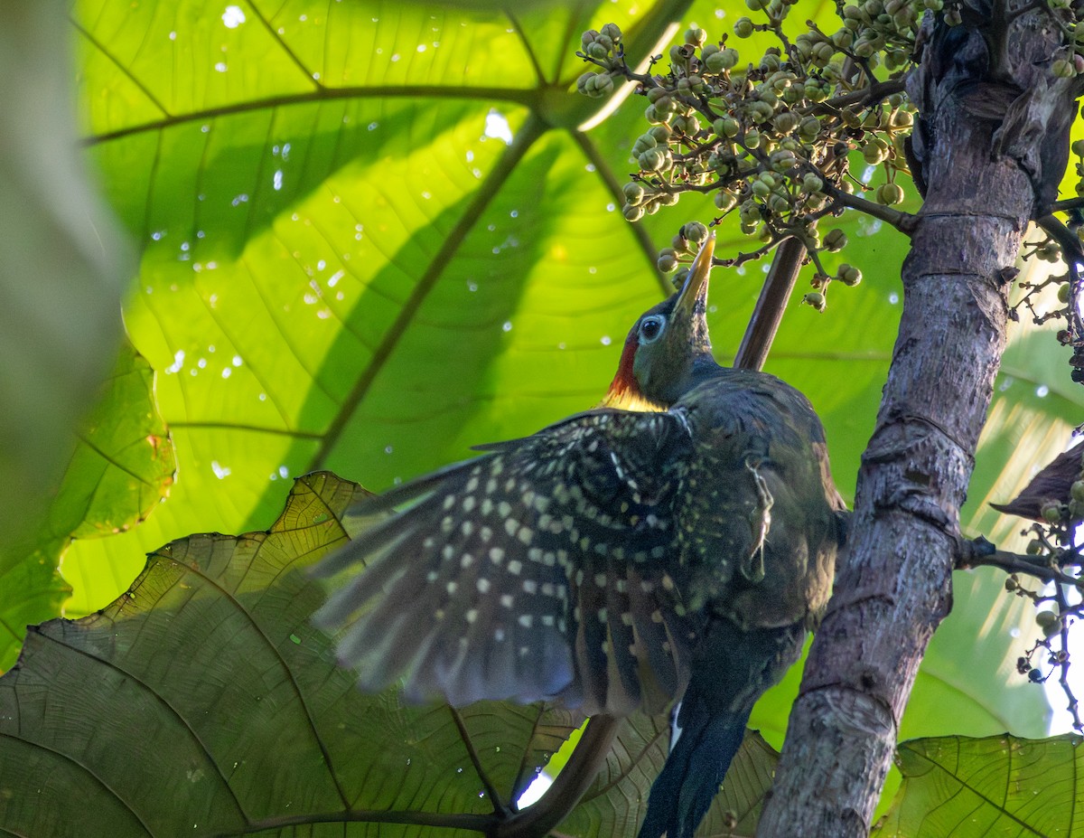 Crimson-winged Woodpecker - ML646173122