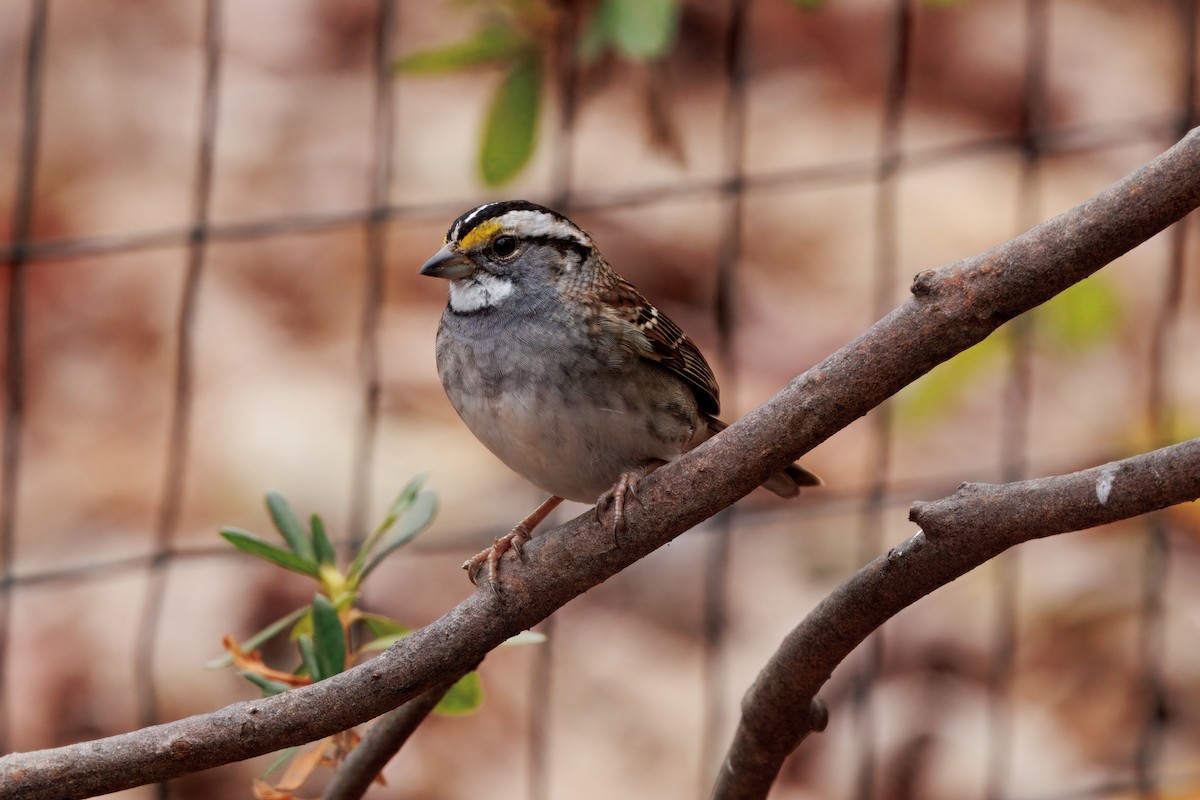 White-throated Sparrow - ML646173123