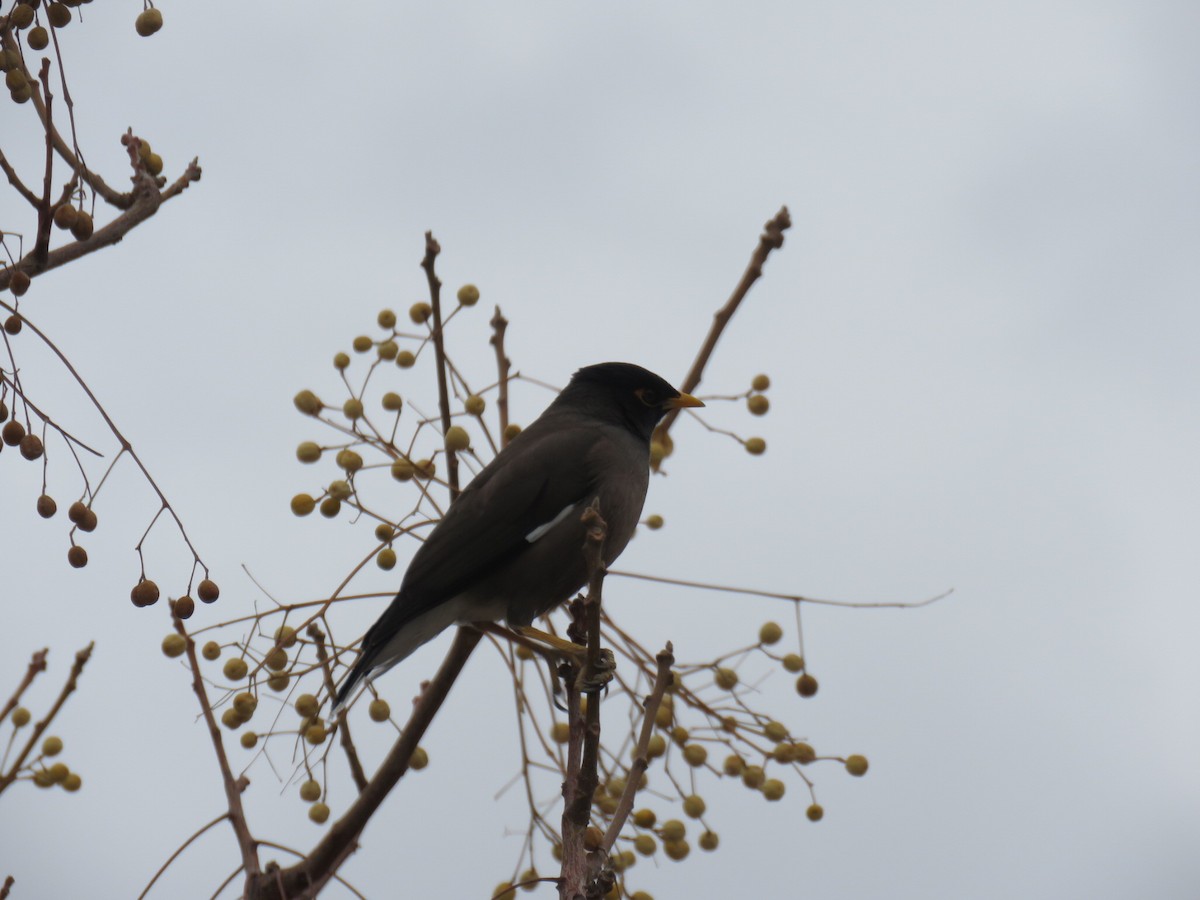 家八哥 - ML646173126