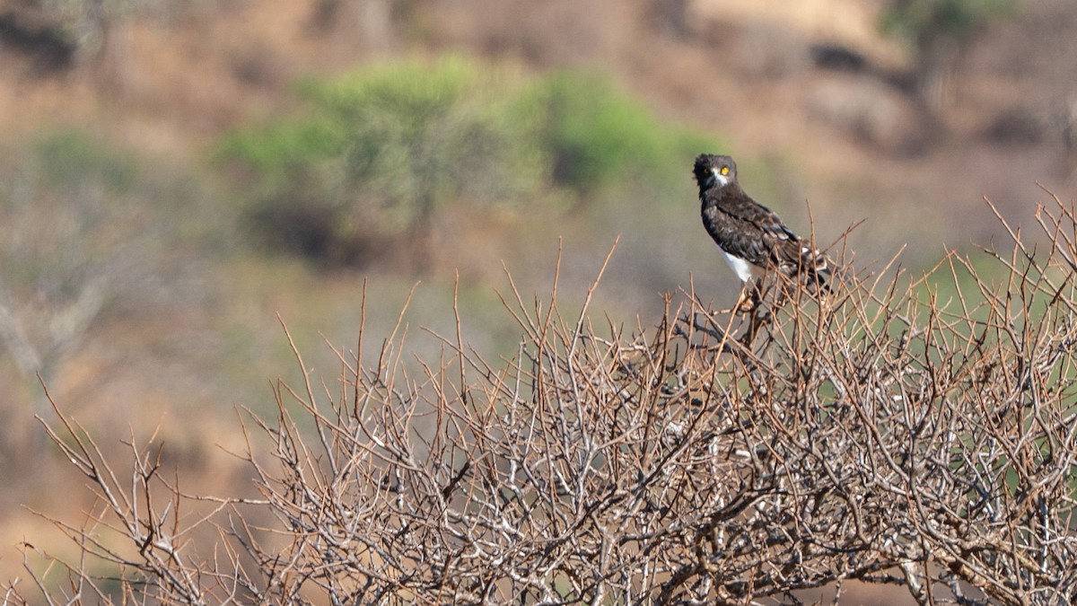 Schwarzbrust-Schlangenadler - ML646173130