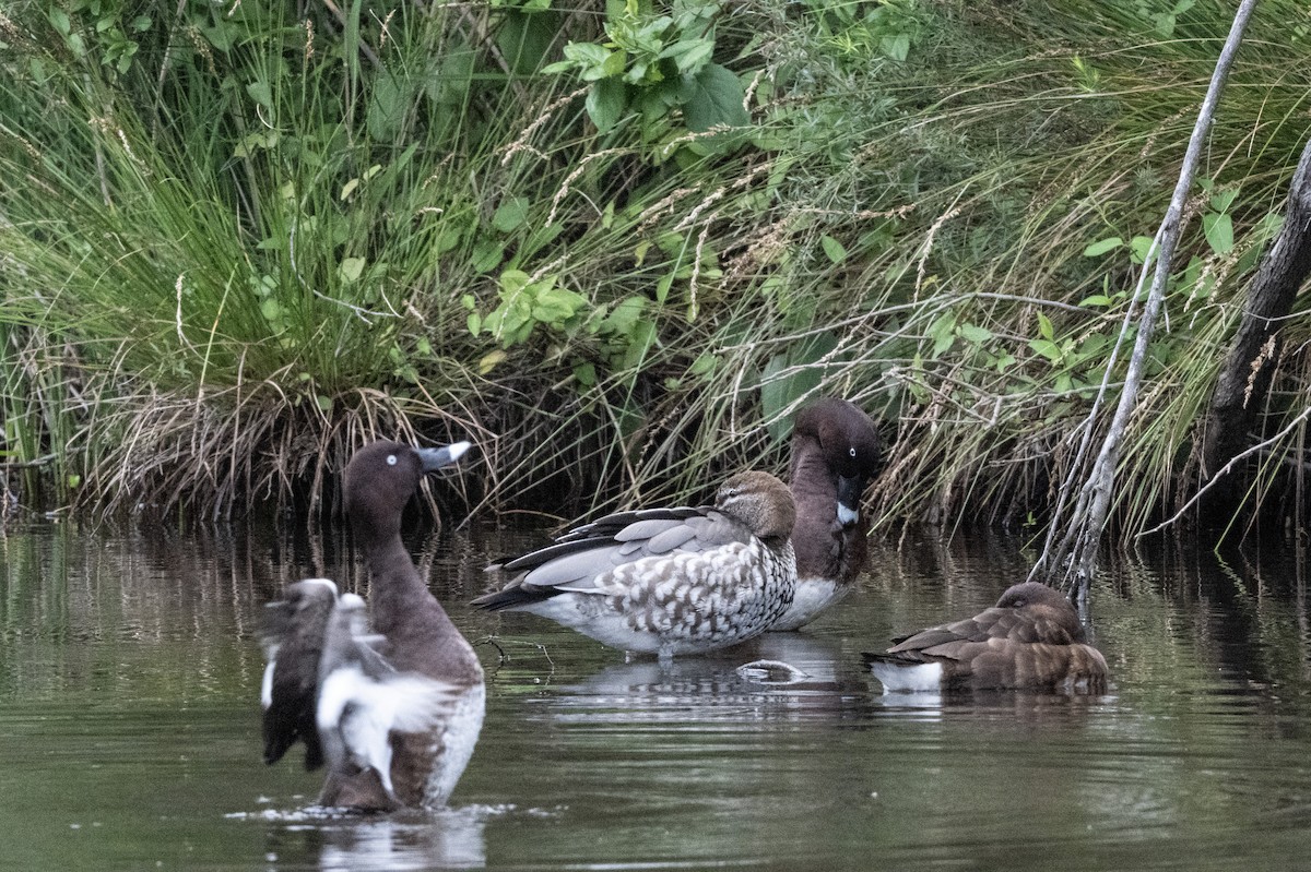 Hardhead - ML646173141