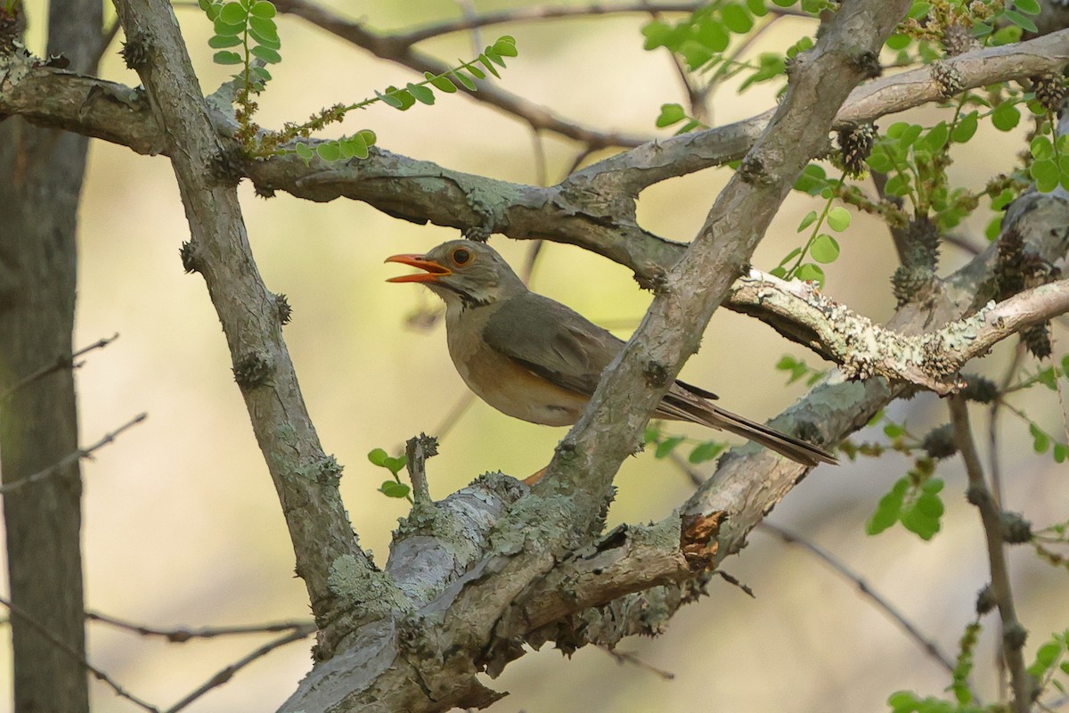 Kurrichane Thrush - ML646173143