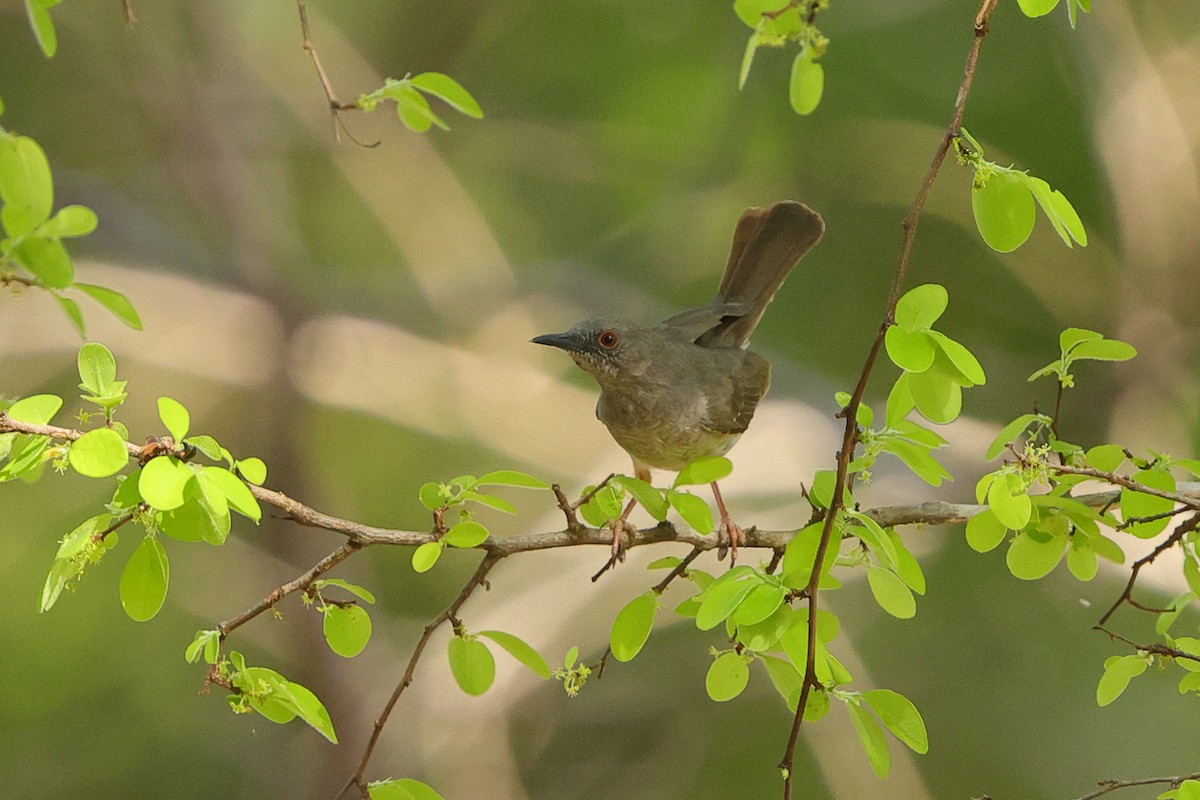 Miombo Wren-Warbler - ML646173153
