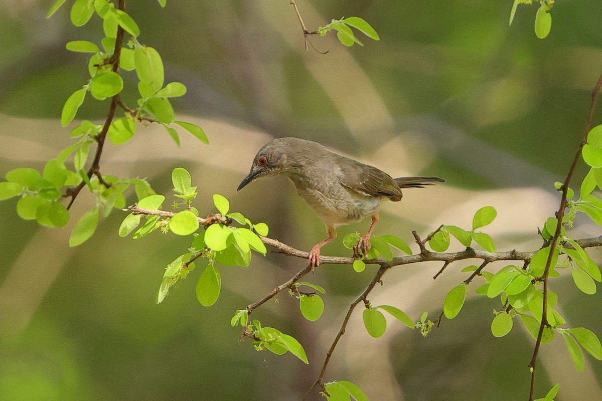 Miombo Wren-Warbler - ML646173154