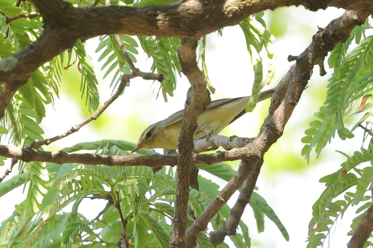 Willow Warbler - ML646173157