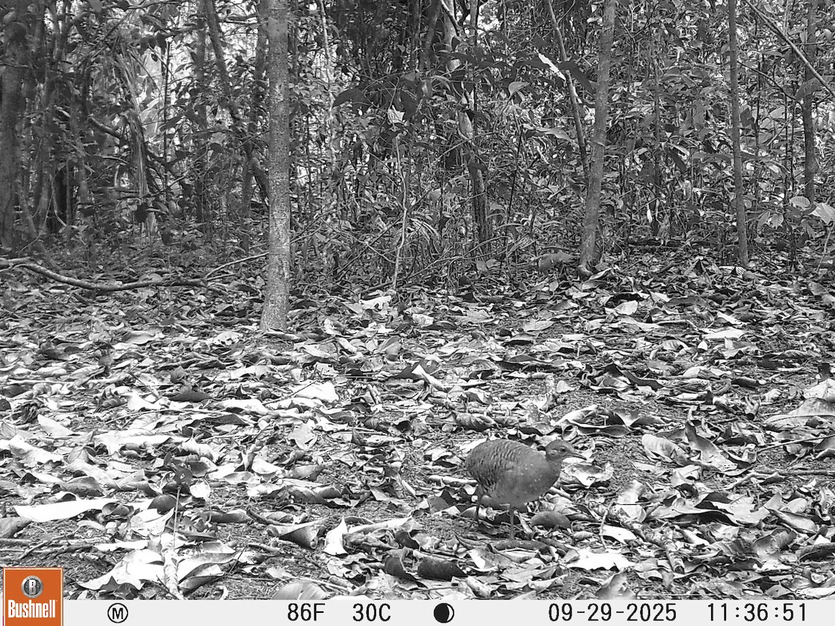Bartlett's Tinamou - ML646173166