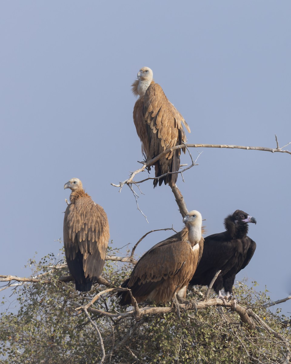 Vautour de l'Himalaya - ML646173176