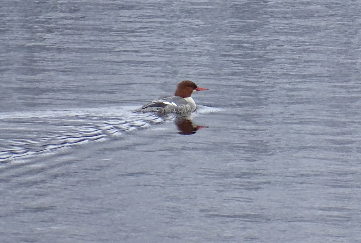Common Merganser - ML646173193
