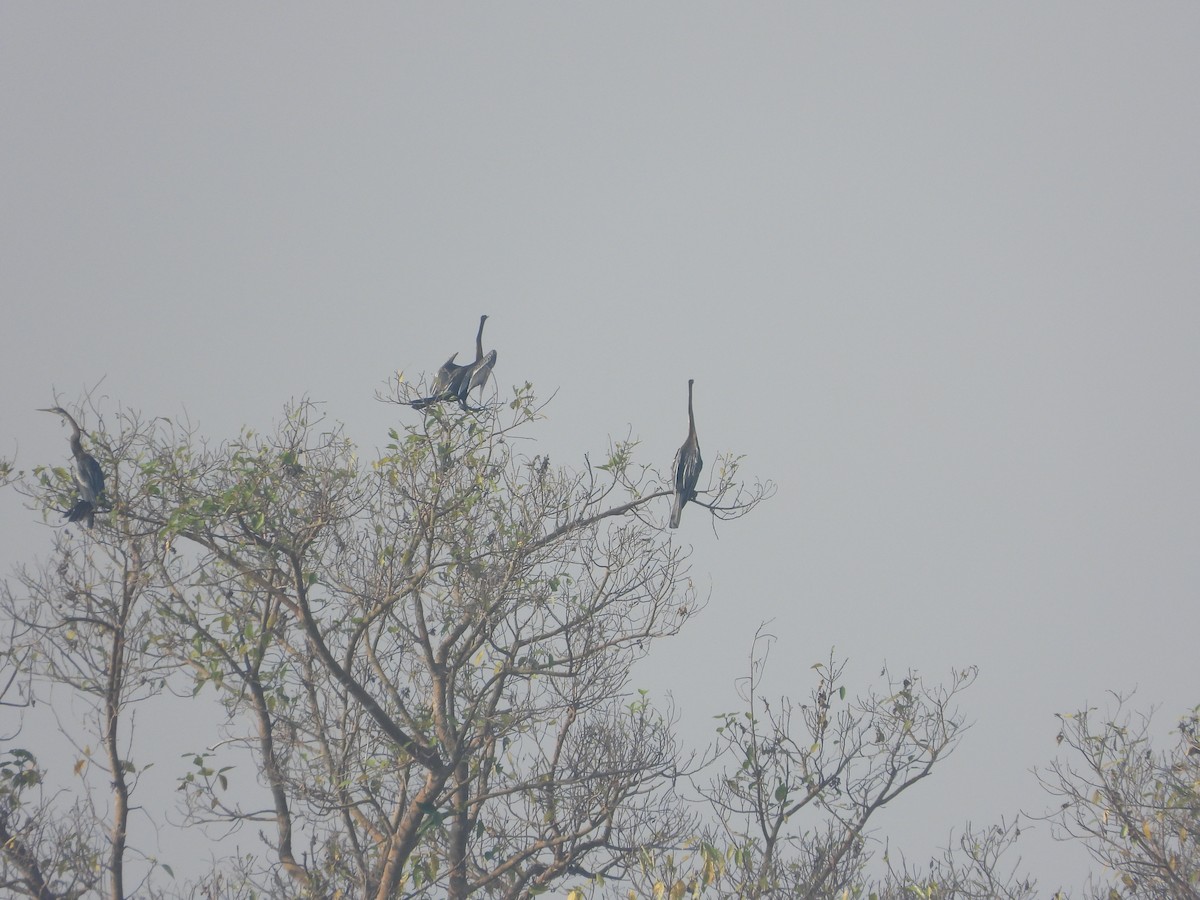 orientslangehals - ML646173202