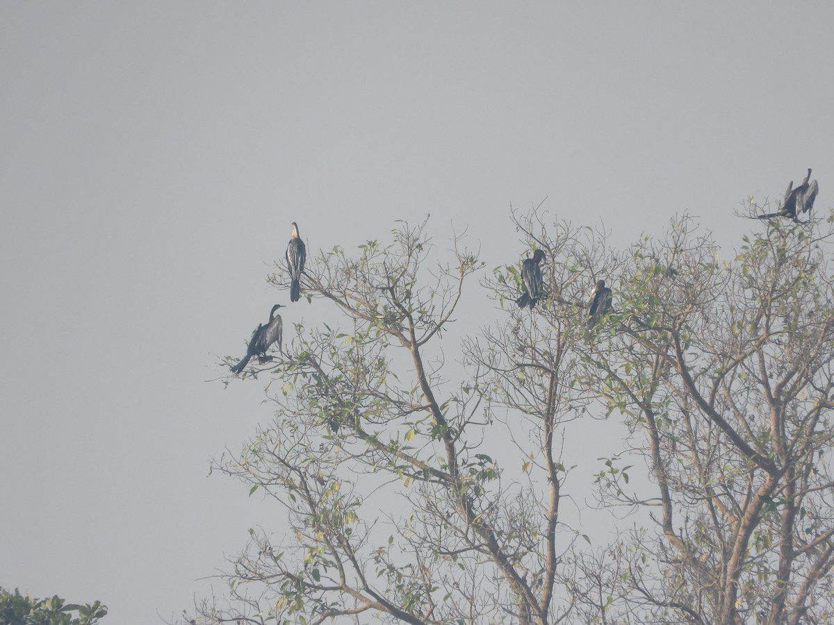 orientslangehals - ML646173203