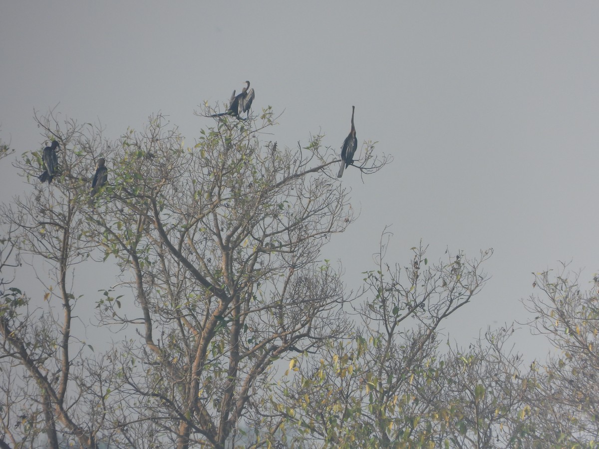 orientslangehals - ML646173204