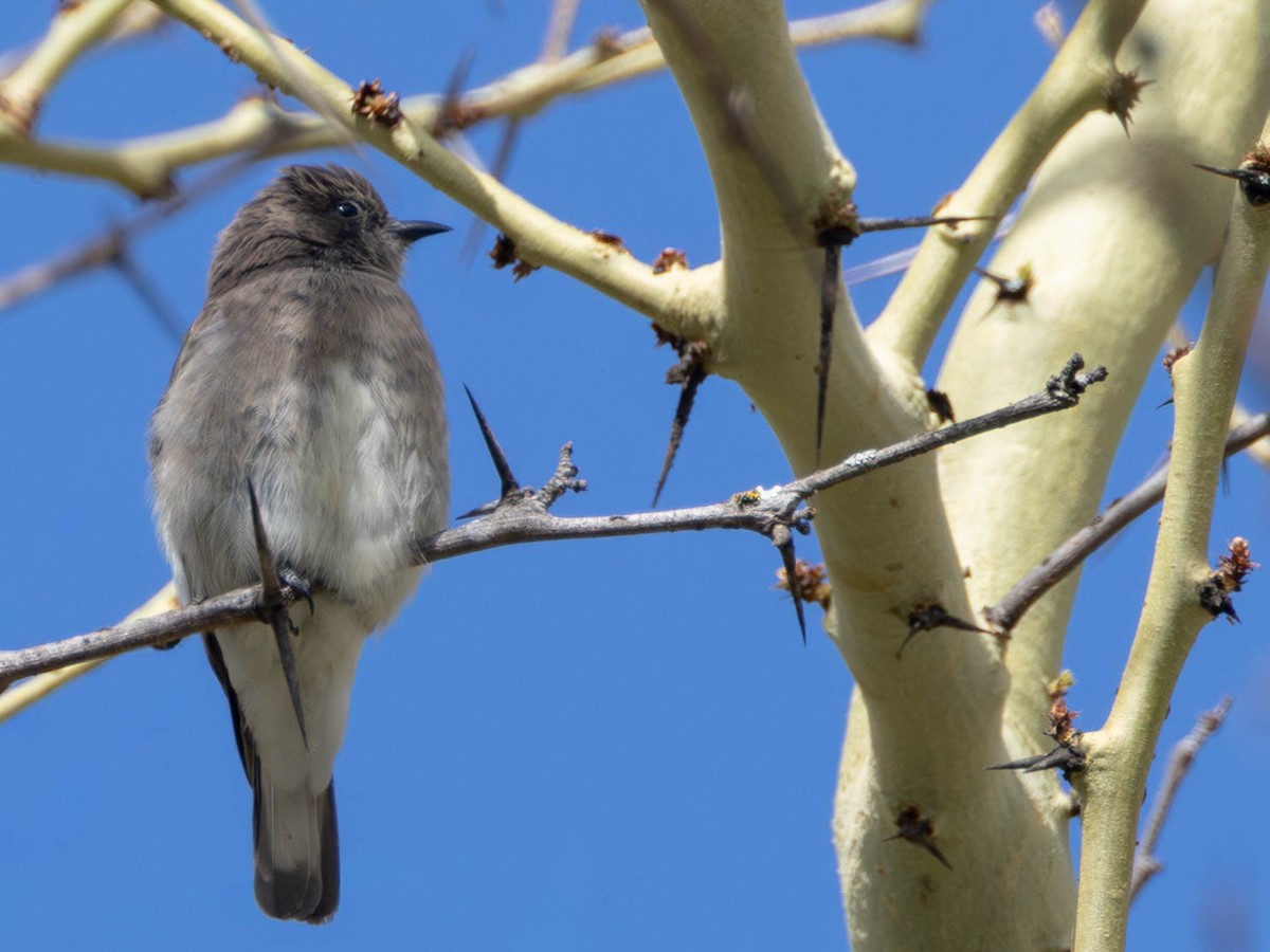 Brown-backed Honeybird - ML646173208