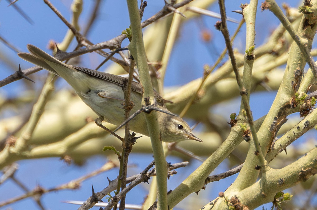 Willow Warbler - ML646173222