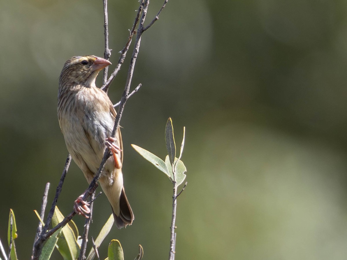Southern Red Bishop - ML646173232