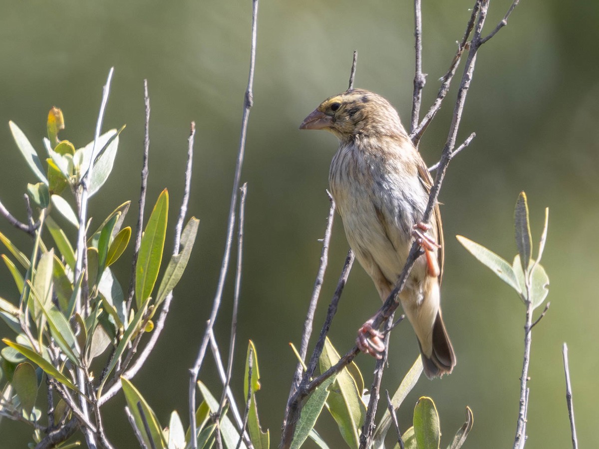Southern Red Bishop - ML646173233