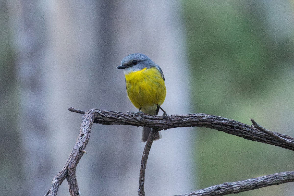 Eastern Yellow Robin - ML646173234