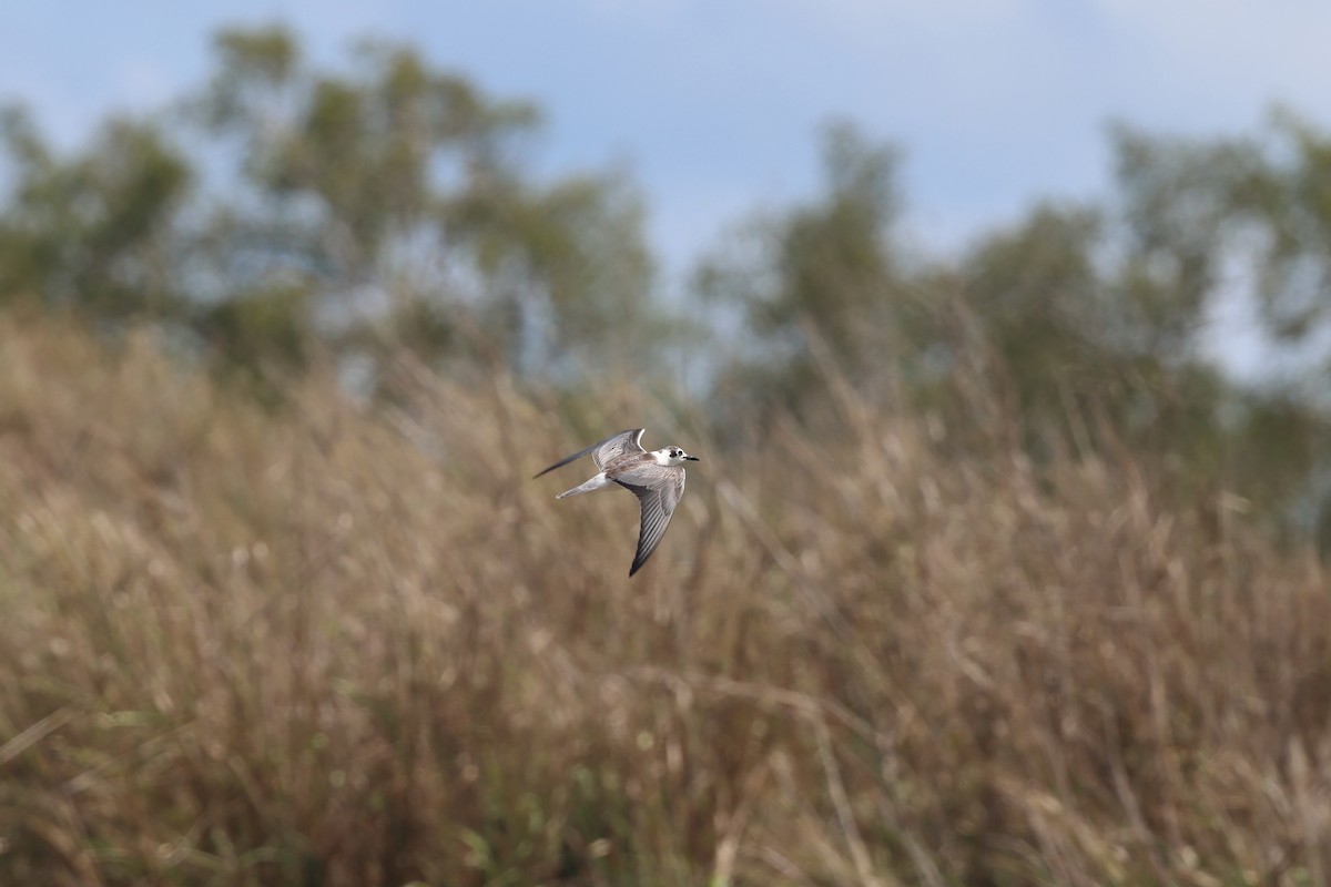 Weißflügel-Seeschwalbe - ML646173245