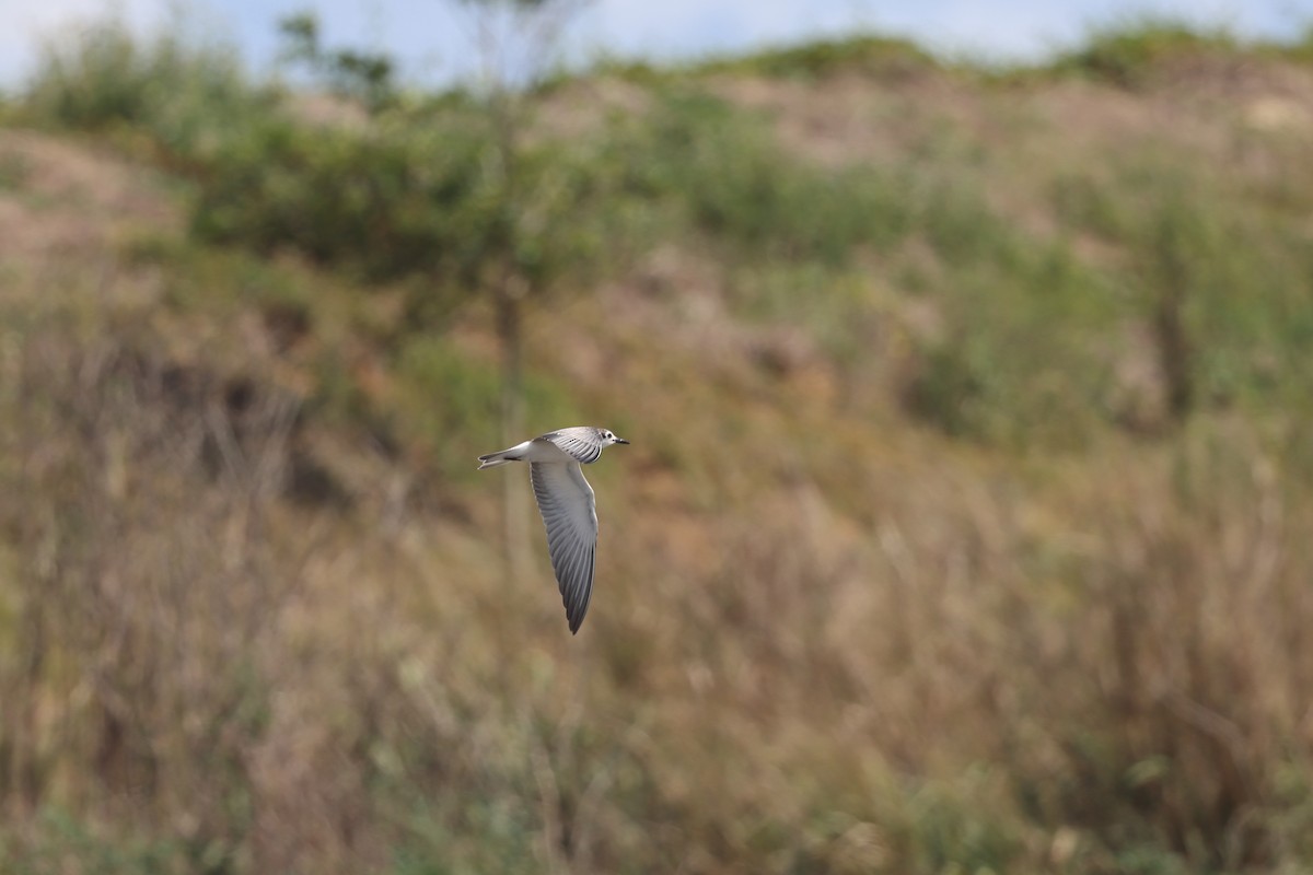 Weißflügel-Seeschwalbe - ML646173246