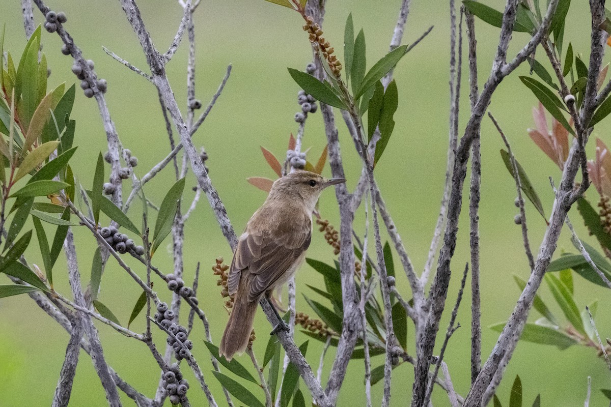australkjerrsanger - ML646173258