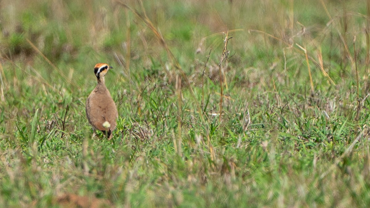 Temminck's Courser - ML646173259