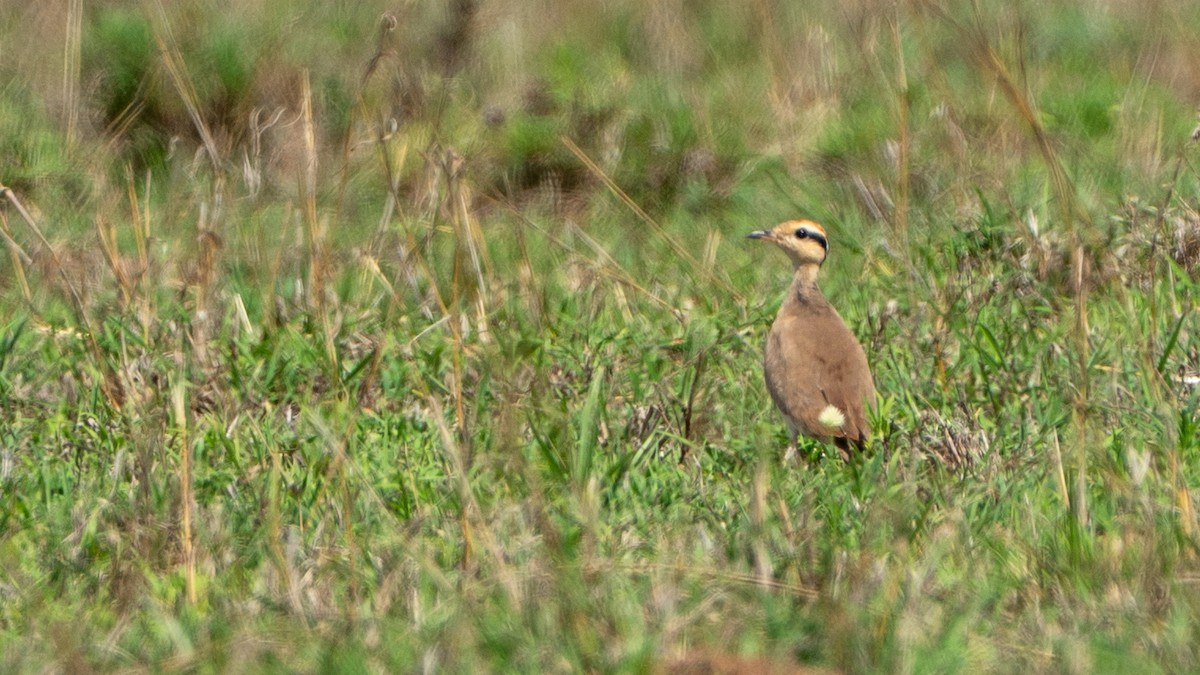 Temminck's Courser - ML646173260