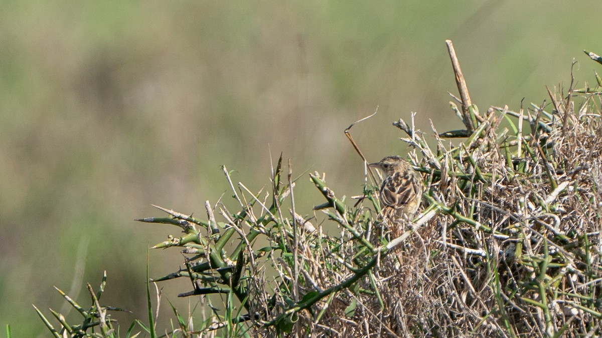 チビオセッカ - ML646173261