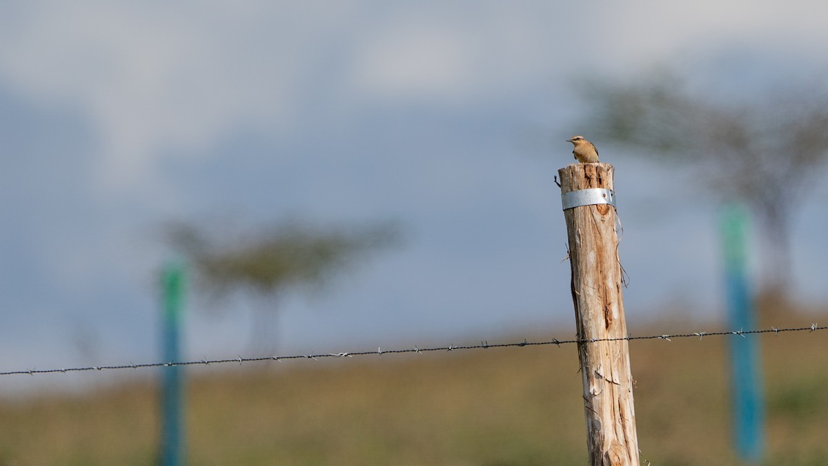 svartstrupesteinskvett - ML646173262