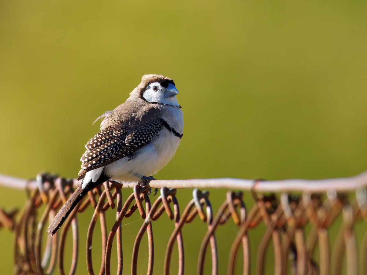 ringastrild - ML646173263