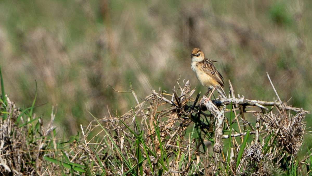 brungressanger - ML646173264