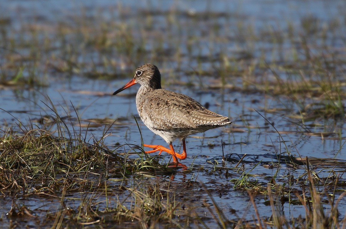 rødstilk - ML646173265