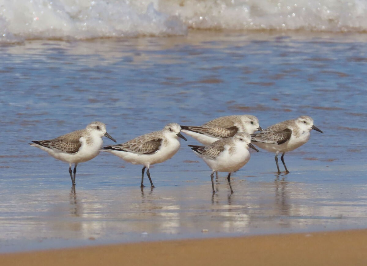 sandløper - ML646173266