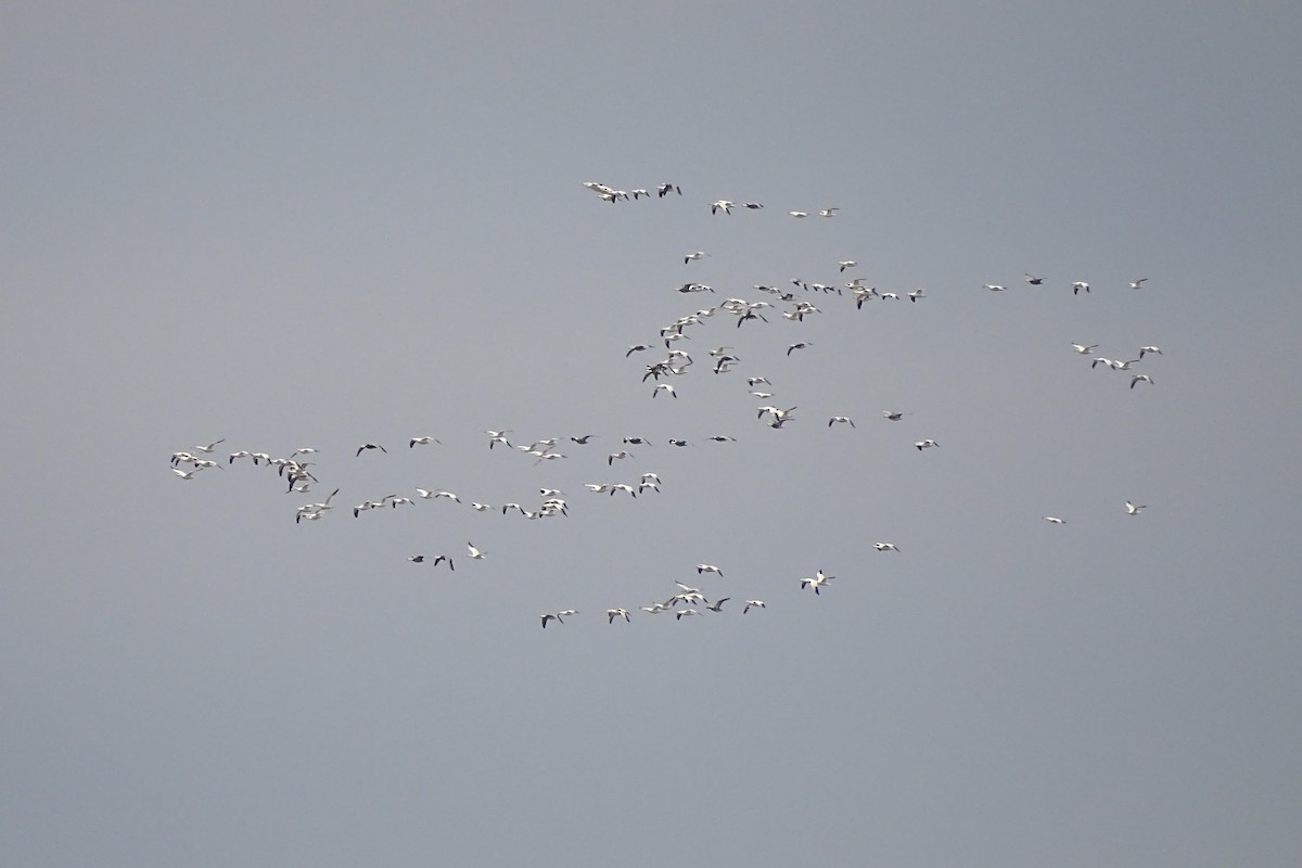 Snow Goose - ML646173267