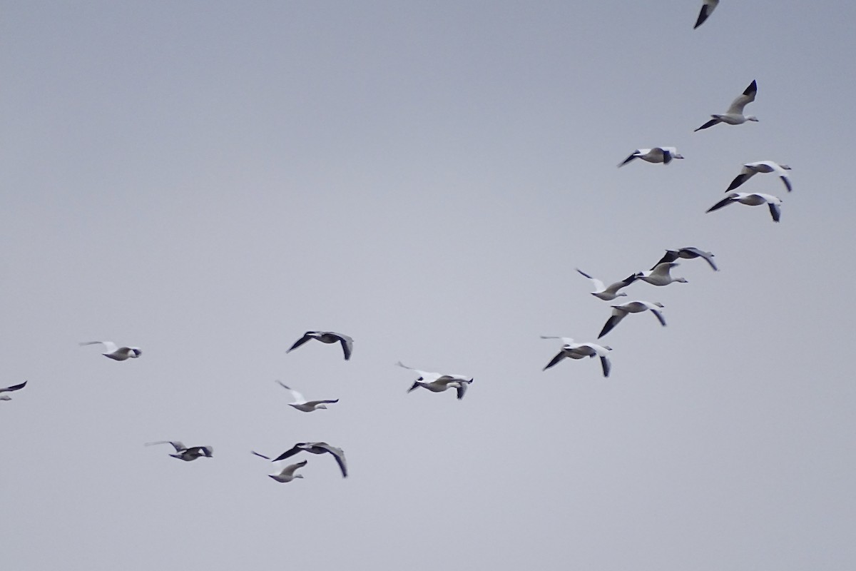 Snow Goose - ML646173268