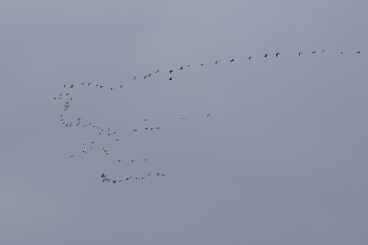 Snow Goose - ML646173269