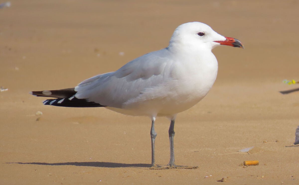 middelhavsmåke - ML646173270