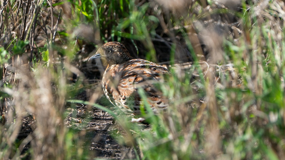 springvaktel - ML646173271