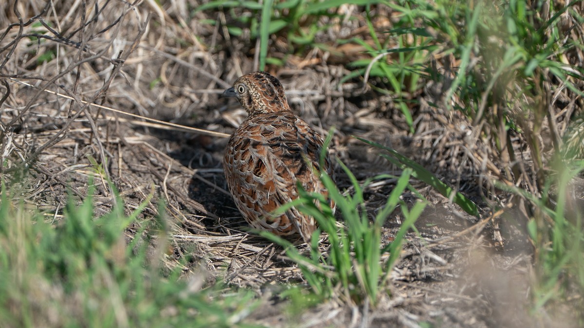 springvaktel - ML646173272