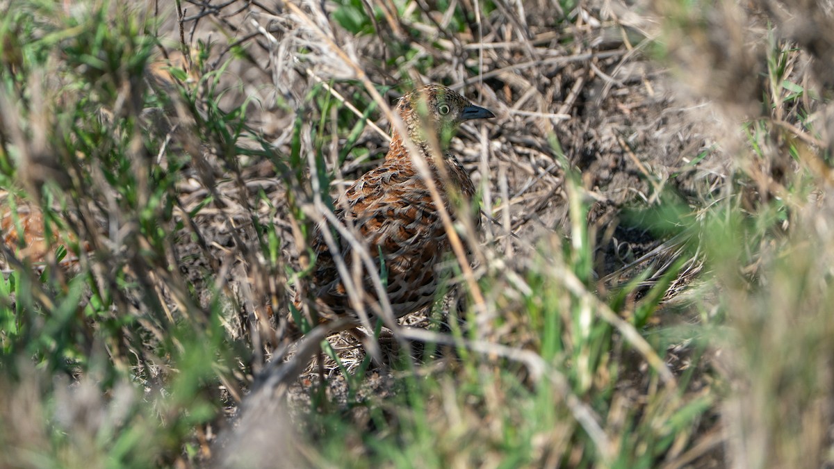 springvaktel - ML646173274