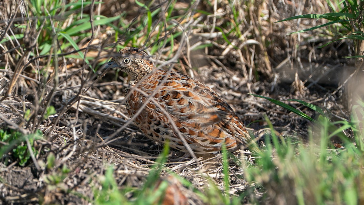 springvaktel - ML646173275