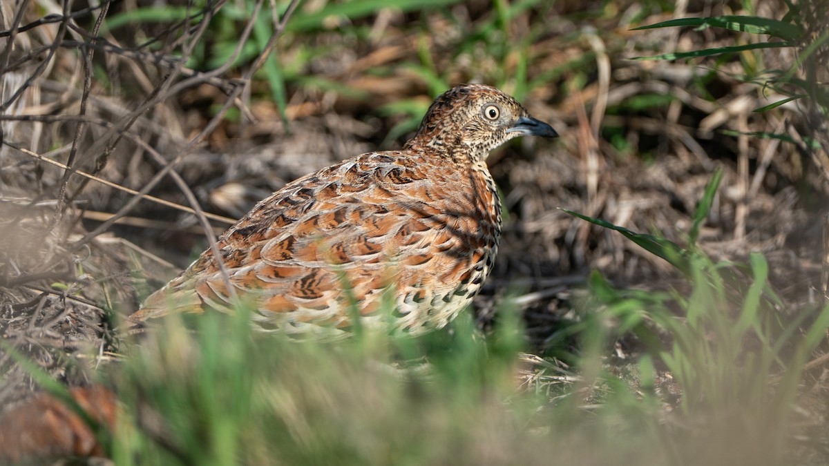 springvaktel - ML646173276