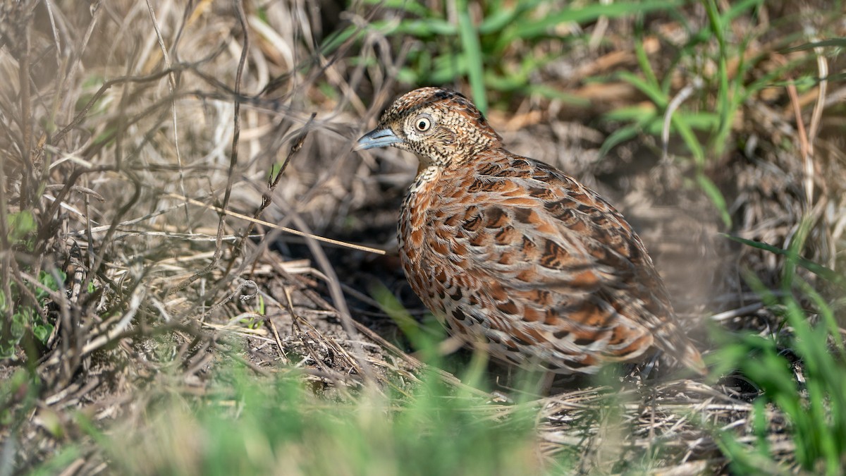 springvaktel - ML646173277