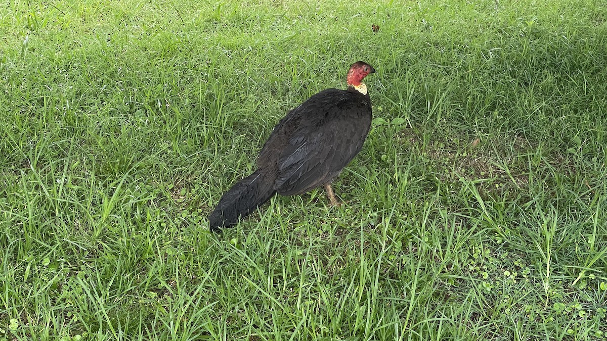 klaveovnhøne - ML646173278