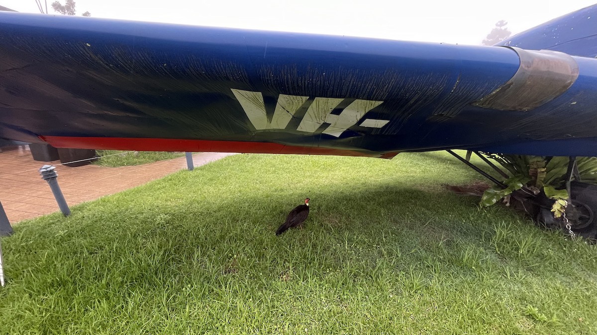 klaveovnhøne - ML646173279