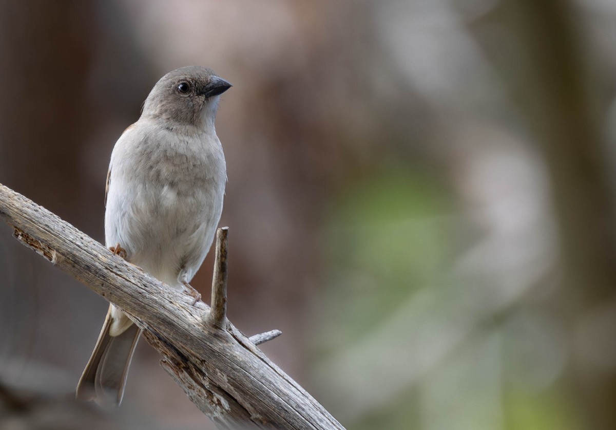 kraalspurv - ML646173280