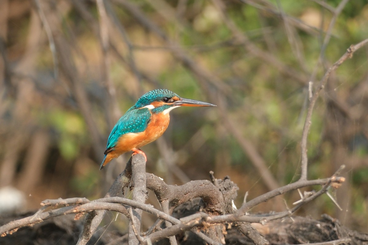 isfugl - ML646173281