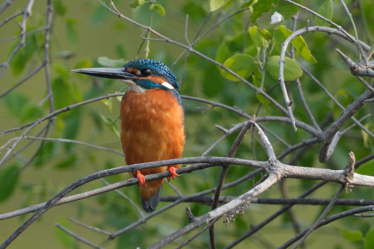 isfugl - ML646173282