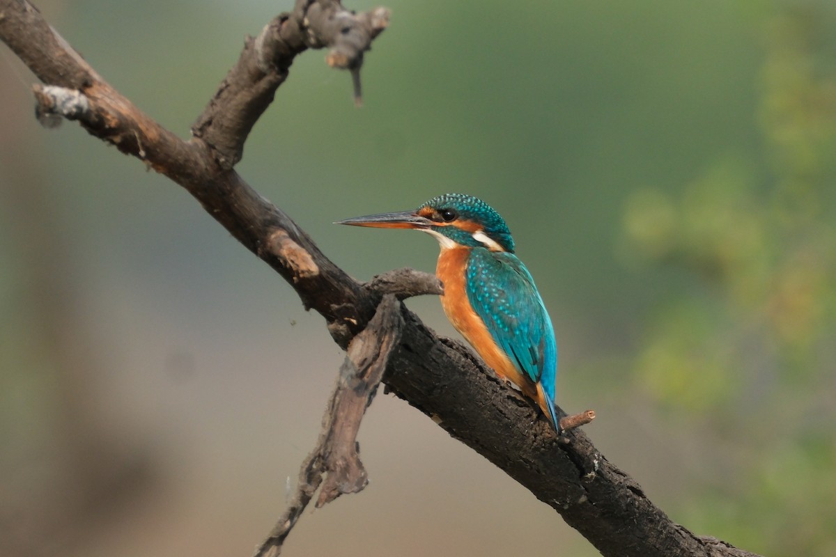 isfugl - ML646173283